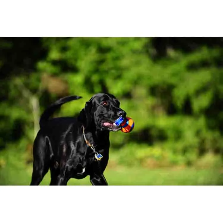 Chuckit! Ultra Tug Dog Toy