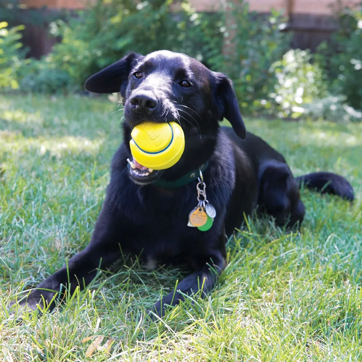KONG Squeezz® Tennis Ball (2 pk)