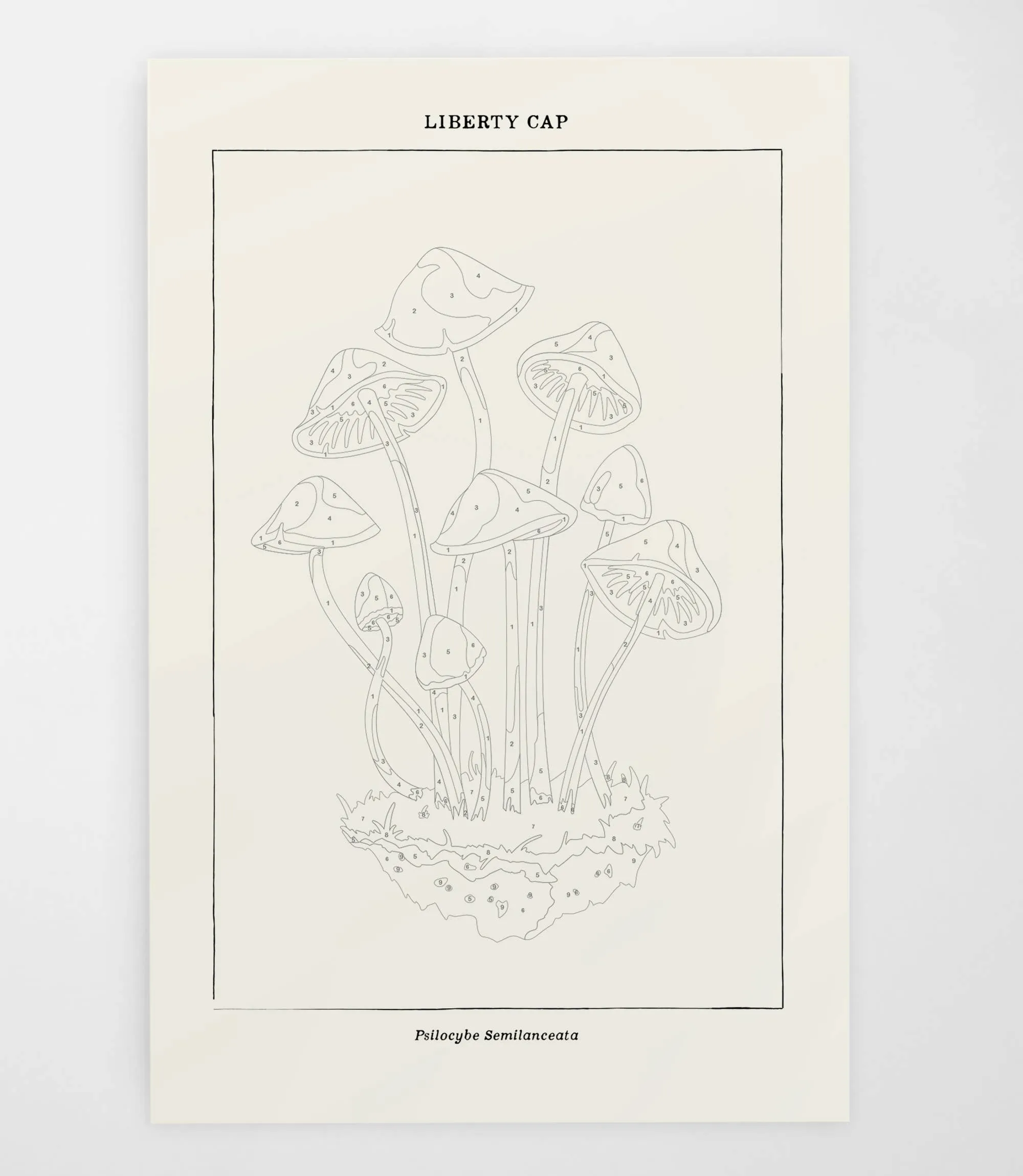 Mushroom Botanical | Modern Paint By Numbers Kit