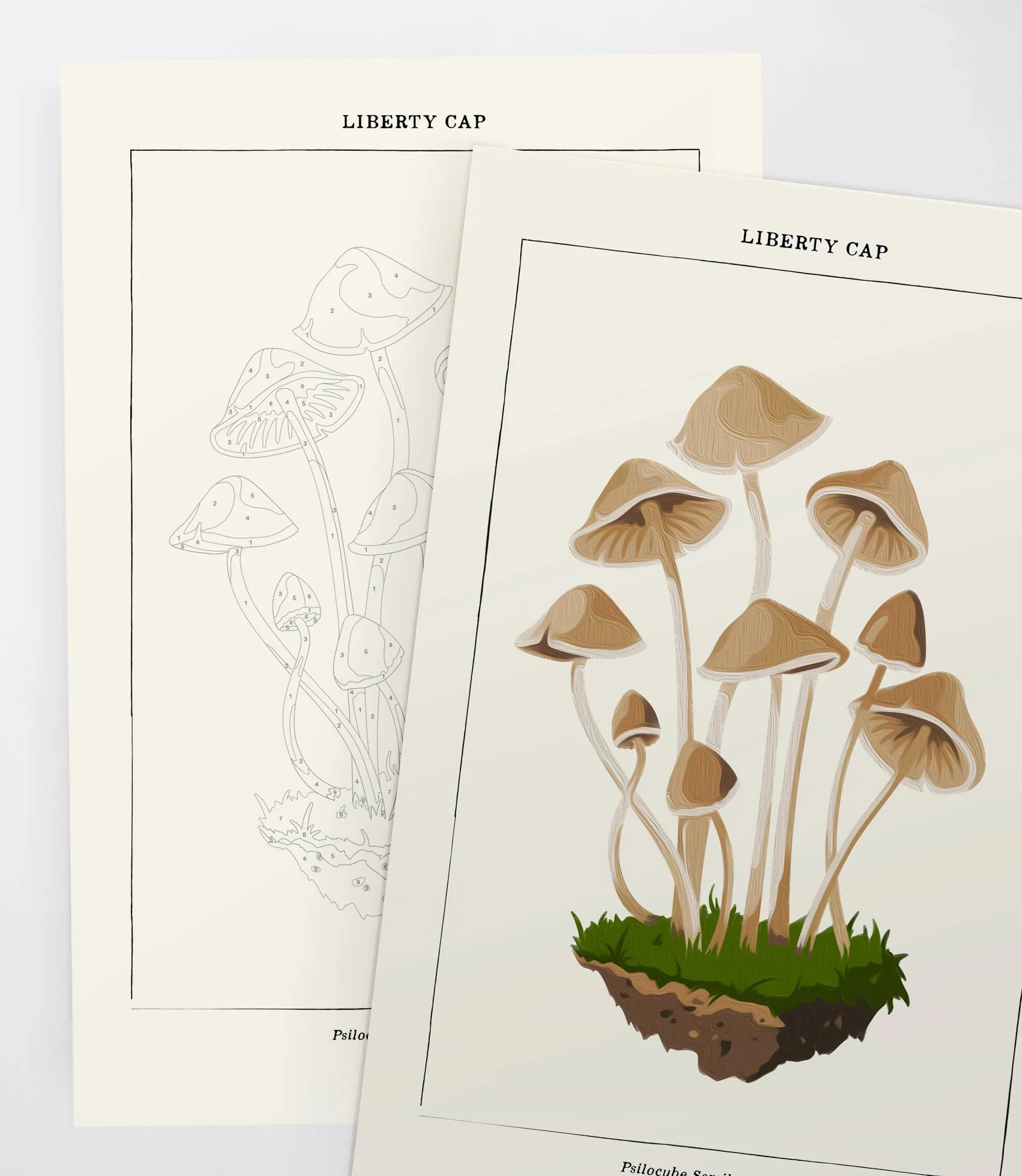 Mushroom Botanical | Modern Paint By Numbers Kit